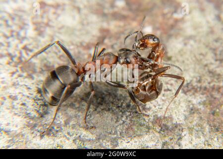 Red Wood ANT in primavera Foto Stock