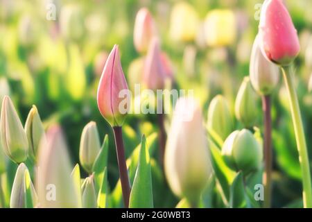 Tulipani colorati in un campo Foto Stock