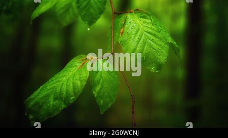 Foglie verdi profonde in una foresta coperta da gocce d'acqua Foto Stock