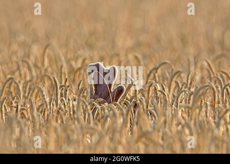 Daino (Dama dama) buck con antlers coperto in velluto foraging in campo di grano / campo di mais in estate Foto Stock