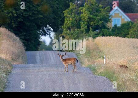 Allow cervi (Dama dama) buck che attraversa la strada in estate Foto Stock