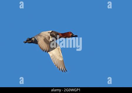 Comune pochard (Aythya ferina / Anas ferina) maschio in allevamento piumaggio in volo contro il cielo blu Foto Stock