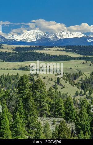 le cime dell'anaconda si trovano ai piedi delle colline e dei prati nei pressi di philipsburg, montana Foto Stock