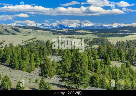 le cime dell'anaconda si trovano ai piedi delle colline e dei prati nei pressi di philipsburg, montana Foto Stock