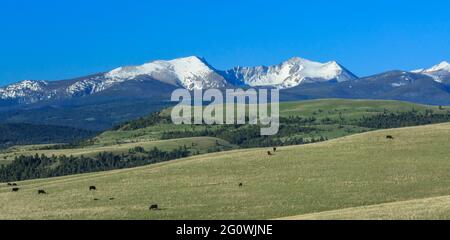 panorama del pascolo dei bovini ai piedi delle colline sotto la gamma di selce torrente vicino a guarnigione, montana Foto Stock