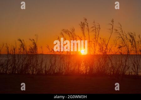 Le sagome del sole che tramonta sawgrass cresce su una spiaggia a Daphne, al, USA, il 16 novembre 2020. Foto Stock