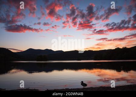 Tramonto al lago Chambon nel Parco Naturale Regionale dei Vulcani d'Alvernia, Francia. Silhouette d'anatra sulla riva Foto Stock