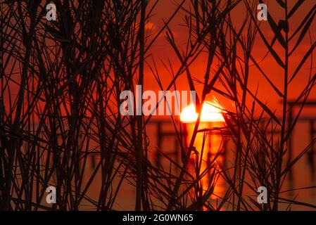 Sawgrass è silhouette dal sole che tramonta in un'immagine scattata a Fairhope, al, USA, il 31 ottobre 2020. Foto Stock