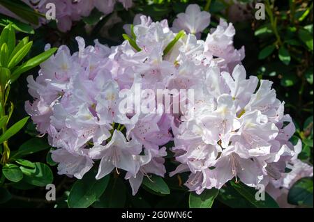 Iver, Buckinghamshire, Regno Unito. 3 Giugno 2021. Colori vivaci oggi a Langley Park. Il parco paesaggistico del XVIII secolo fa parte del Colne Valley Regional Park e questo periodo dell'anno ha splendidi rododendri e azalee. Credito: Maureen McLean/Alamy Foto Stock