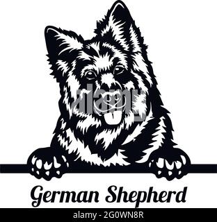 Cane da Pechino Pastore tedesco - testa isolata su bianco - stock vettoriale Illustrazione Vettoriale