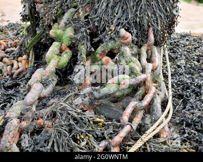 Catene arrugginite sulla spiaggia Foto Stock