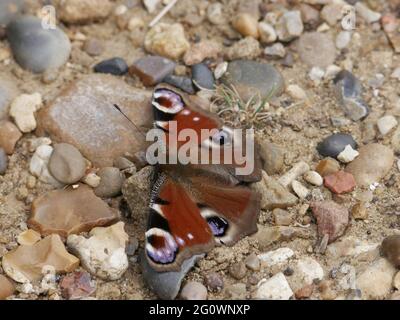 Farfalla di pavone - Aglais io poggiato su terreno sassoso Foto Stock