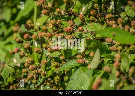 Grande cespuglio pieno di acini neri immature appena girando rosso dal verde prima che si trasformino in nero quando maturano sulle viti in una giornata di sole in primavera Foto Stock