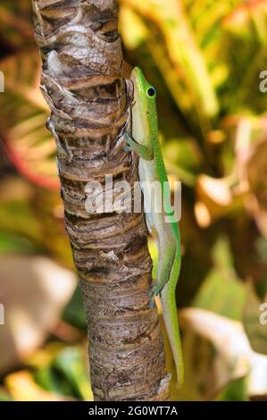 gecko colorato, oro brillante polvere su un albero su maui, Foto Stock