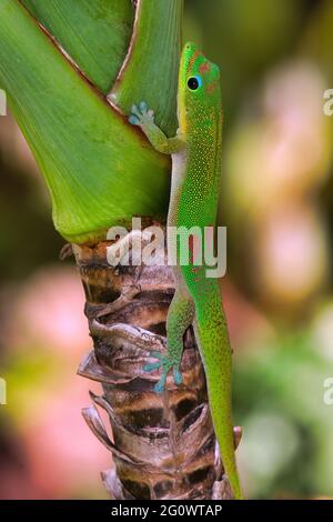 Gecko verde brillante della polvere d'oro che arrampica un'area su Maui. Foto Stock