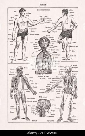 Vecchia illustrazione del corpo umano stampata nel dizionario francese 'Dictionnaire complet Illustrator' dal curatore Larousse nel 1889. Foto Stock