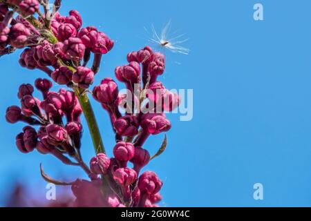 Macro shot di fiori lilla (Syringa) con un seme di dente di leone catturato su di loro. Foto Stock