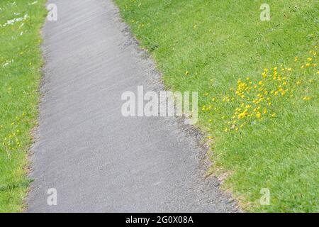 Patch di strisciamento Buttercup / Ranunculus si respina crescendo accanto al sentiero asfaltato in una piccola città di campagna. Una volta usato come pianta medicinale nei rimedi. Foto Stock