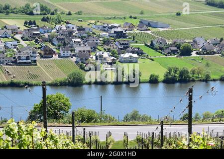 Vigneti intorno a Piesport Foto Stock