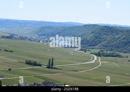 Vigneti intorno a Piesport Foto Stock