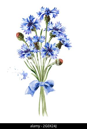 Bouquet di fiori di mais blu con un nastro. Illustrazione di acquerello disegnata a mano, isolata su sfondo bianco Foto Stock