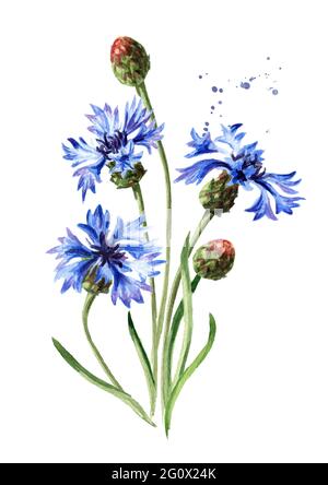 Fiori blu gambi di cornflower con foglie. Illustrazione di acquerello disegnata a mano isolata su sfondo bianco Foto Stock