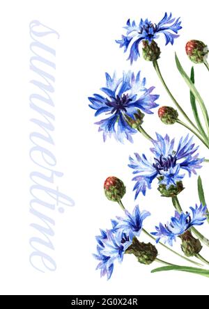 Fiore blu bordo di cornflower. Illustrazione di acquerello disegnata a mano, isolata su sfondo bianco Foto Stock