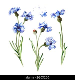 Gambi di fiori di mais blu con set di foglie. Illustrazione di acquerello disegnata a mano isolata su sfondo bianco Foto Stock