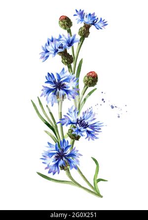 Fiori blu gambi di cornflower con foglie. Illustrazione di acquerello disegnata a mano, isolata su sfondo bianco Foto Stock