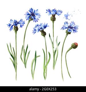 Gambi di fiori di mais blu con set di foglie. Illustrazione di acquerello disegnata a mano, isolata su sfondo bianco Foto Stock