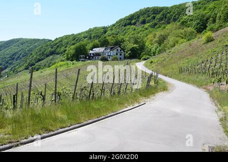 Vigneti intorno a Piesport Foto Stock