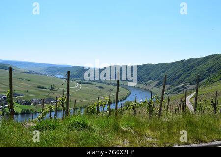 Vigneti intorno a Piesport Foto Stock
