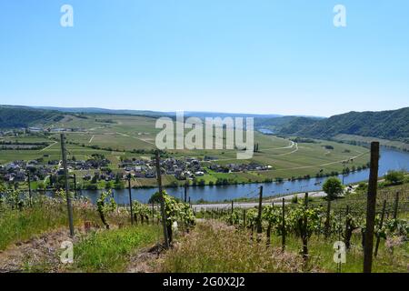 Vigneti intorno a Piesport Foto Stock
