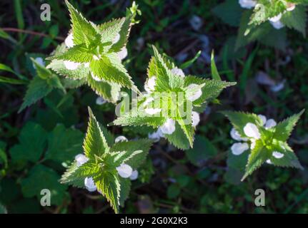 Colpo di testa di piante bianche di ortica morta che crescono in un giardino Foto Stock
