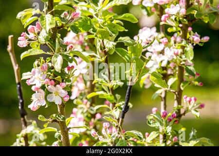 Concetto di propagazione dell'albero di frutta, l'albero di pera propagato all'albero di mela in primavera. Tecnica di innesto a frusta e linguetta con nastro di politene. Foto Stock