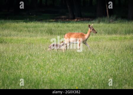 Dülmen, NRW, Germania. 03 giugno 2021. Il primo piccolo cervo maledetto della stagione, appena di pochi giorni, viene avvistato correndo dopo la sua mamma nella Riserva Naturale di Dülmen. La mamma trascorre circa 10 giorni lontano dal gregge, durante i quali il pegno è spesso nascosto mentre la mamma cerca cibo e torna a nutrire il piccolo. I daini fanno parte di diversi allevamenti di cervi semi-selvatici nella grande riserva naturale di Dülmen, con boschi e prati estesi. Credit: Imageplotter/Alamy Live News Foto Stock