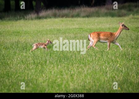 Dülmen, NRW, Germania. 03 giugno 2021. Il primo piccolo cervo maledetto della stagione, appena di pochi giorni, viene avvistato correndo dopo la sua mamma nella Riserva Naturale di Dülmen. La mamma trascorre circa 10 giorni lontano dal gregge, durante i quali il pegno è spesso nascosto mentre la mamma cerca cibo e torna a nutrire il piccolo. I daini fanno parte di diversi allevamenti di cervi semi-selvatici nella grande riserva naturale di Dülmen, con boschi e prati estesi. Credit: Imageplotter/Alamy Live News Foto Stock