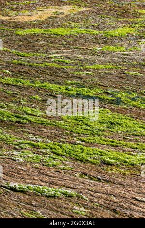 Fiume Dunwich fiorito di alghe Foto Stock