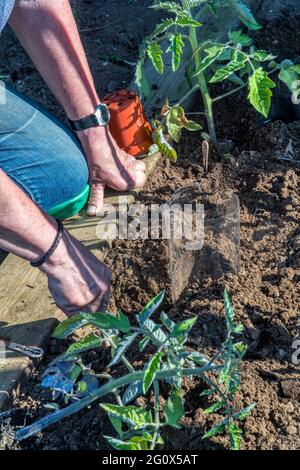 Donna affondamento bottiglia di plastica accanto a piante di pomodoro recentemente piantate, per consentire l'annaffiatura direttamente intorno alle radici. Foto Stock