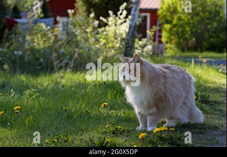 Un grande e forte maschio di gatto della foresta norvegese in piedi in uno scenario springlike Foto Stock