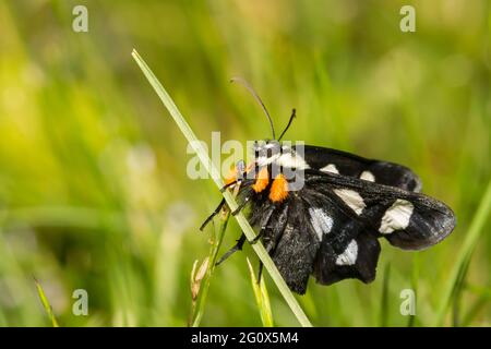 Otto-spotted Forester (Alypia octomaculata) Foto Stock