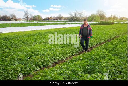 Un coltivatore cammina attraverso un campo di piantagione di patate dopo aver rimosso l'agrocrofibra spunbond. Apertura di piante di patate giovani mentre scalda. Effetto serra fo Foto Stock