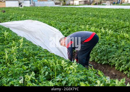 Un agricoltore rimuove l'agrofibra spunbond bianca da una piantagione di patate. Indurimento di piante. Agroindustria, agricoltura. Uso di materiali di rivestimento protettivi in Foto Stock