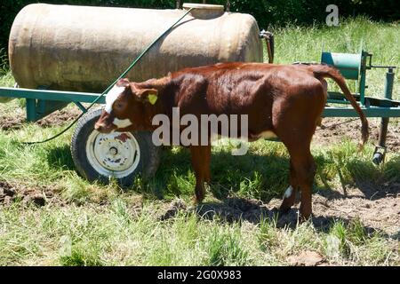 Bel colpo di una mucca marrone in piedi nella fattoria rurale accanto ad un serbatoio d'acqua in una giornata di sole Foto Stock