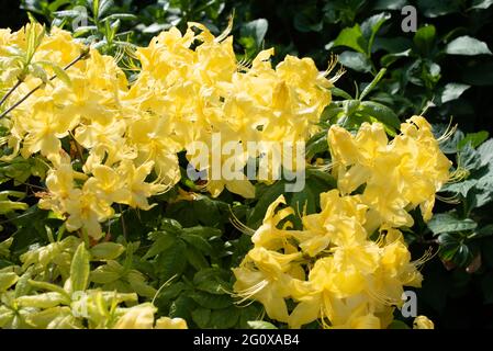 Giallo profumati azalee Foto Stock