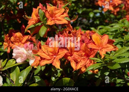 Orange Azalea 'Mary Poppins" Foto Stock