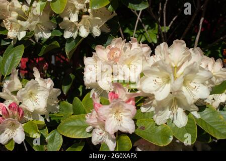 Germogli rosa, giallo pallido Rhodendron Horizon Monarch Foto Stock