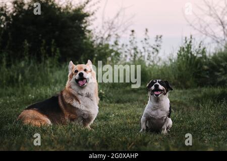 Pembroke Tricolor Corgi gallese e nero e bianco capelli lisci Jack Russell Terrier sedersi in verde chiarimento accanto a vicenda e sorridere dolcemente con t Foto Stock