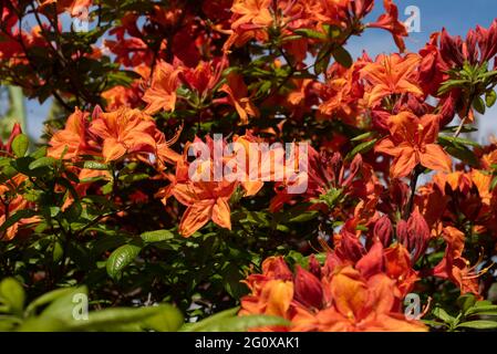 Orange Azalea 'Mary Poppins" Foto Stock