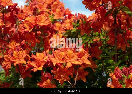 Orange Azalea 'Mary Poppins" Foto Stock